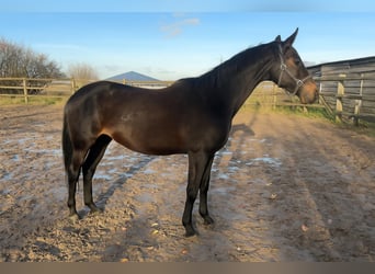 AES, Hengst, 3 Jaar, 161 cm, Donkerbruin