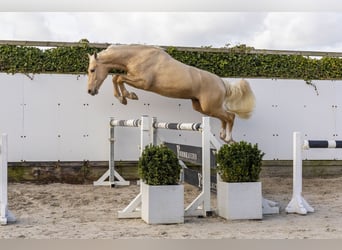 AES, Hengst, 3 Jaar, 161 cm, Palomino
