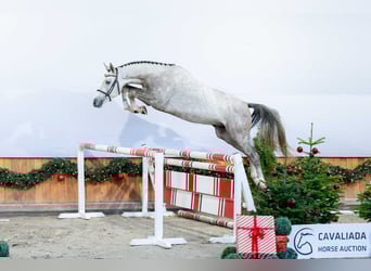 AES, Hengst, 3 Jaar, Schimmel