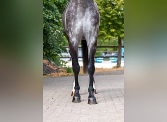 AES, Hengst, 4 Jaar, 162 cm, Schimmel