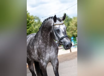AES, Hengst, 4 Jaar, 162 cm, Schimmel