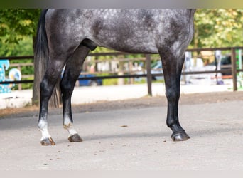 AES, Hengst, 4 Jaar, 162 cm, Schimmel