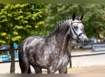 AES, Hengst, 4 Jaar, 162 cm, Schimmel