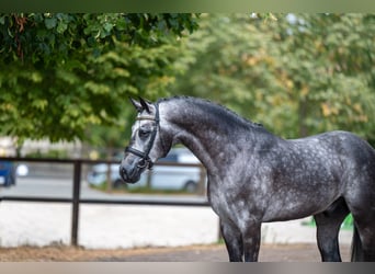AES, Hengst, 4 Jaar, 162 cm, Schimmel