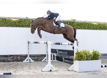 AES, Hengst, 4 Jaar, 164 cm, Donkere-vos