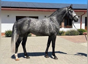 AES, Hengst, 4 Jaar, 171 cm, Schimmel