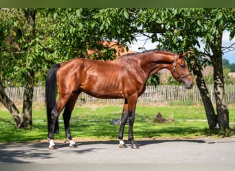 AES, Hengst, 4 Jaar, Bruin