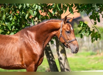 AES, Hengst, 4 Jaar, Bruin