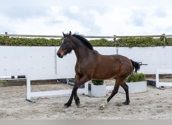 AES, Hengst, 5 Jaar, 167 cm, Bruin