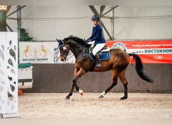 AES Mix, Hengst, 5 Jaar, 172 cm, Roodbruin