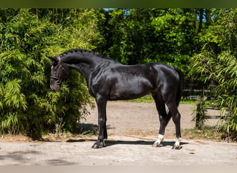 AES, Hengst, 6 Jaar, 174 cm, Zwartbruin