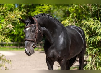 AES, Hengst, 6 Jaar, 174 cm, Zwartbruin