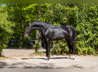 AES, Hengst, 6 Jaar, 174 cm, Zwartbruin