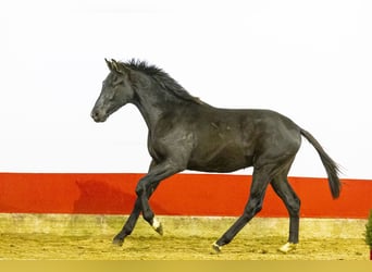 AES, Hengst, Veulen (06/2025), 164 cm, Zwartbruin