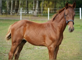 AES, Hengst, Veulen (05/2025), 165 cm, Vos