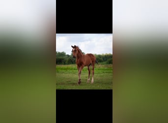 AES, Hengst, Veulen (06/2025), 170 cm, Donkerbruin