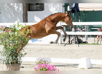 AES, Hengst, Veulen (05/2025), Bruin