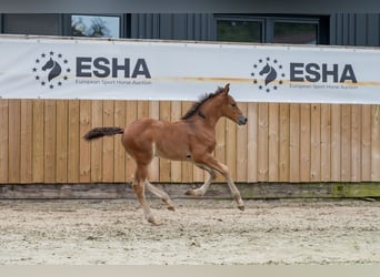 AES, Hengst, Veulen (05/2025), Bruin