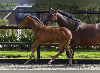 AES, Hengst, Veulen (06/2025), Bruin