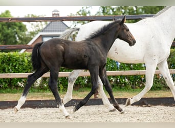 AES, Hengst, Veulen (05/2026), Bruin