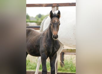 AES, Hengst, Veulen (05/2026), Bruin