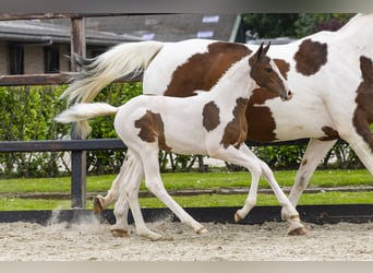 AES, Hengst, Veulen (04/2026), Gevlekt-paard