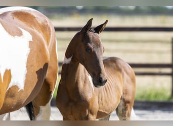 AES, Hengst, Veulen (05/2026), Gevlekt-paard