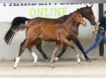 AES, Hengst, Veulen (03/2025)