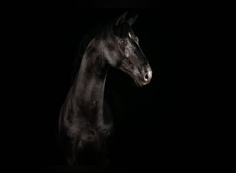 AES, Hengst, 15 Jaar, 170 cm, Zwart