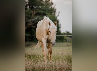 AES, Merrie, 10 Jaar, 156 cm, Dunalino