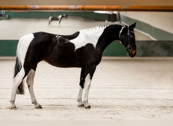 AES, Merrie, 10 Jaar, 165 cm, Gevlekt-paard