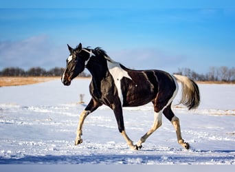 AES, Merrie, 10 Jaar, 165 cm, Gevlekt-paard