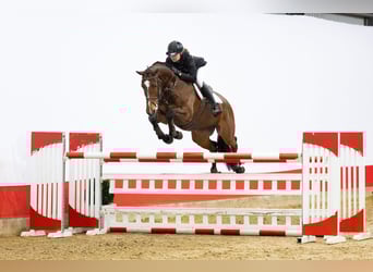 AES, Merrie, 10 Jaar, 173 cm, Bruin