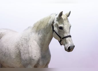 AES, Merrie, 11 Jaar, 167 cm, Schimmel