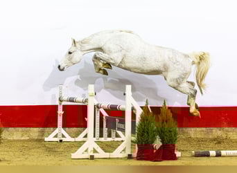 AES, Merrie, 11 Jaar, 167 cm, Schimmel