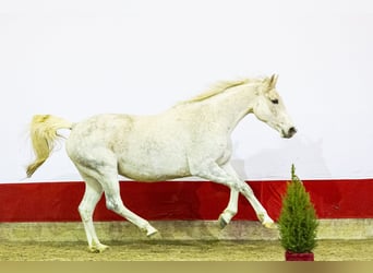 AES, Merrie, 11 Jaar, 167 cm, Schimmel