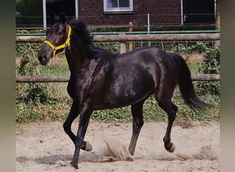 AES, Merrie, 11 Jaar, 168 cm
