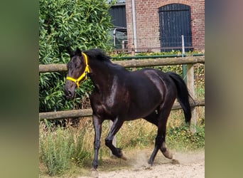 AES, Merrie, 11 Jaar, 168 cm