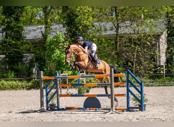 AES, Merrie, 11 Jaar, 171 cm, Bruin