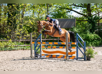 AES, Merrie, 11 Jaar, 171 cm, Bruin