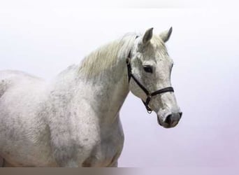 AES, Merrie, 12 Jaar, 167 cm, Schimmel