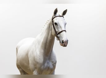 AES, Merrie, 14 Jaar, 175 cm, Schimmel