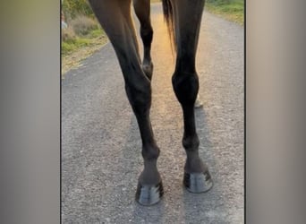 AES, Merrie, 17 Jaar, 170 cm, Brauner