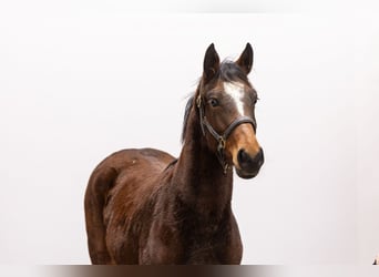 AES, Merrie, 1 Jaar, 145 cm, Bruin