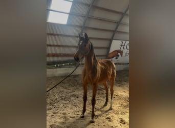 AES, Merrie, 1 Jaar, 145 cm, Roodbruin