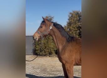 AES, Merrie, 1 Jaar, 145 cm, Roodbruin