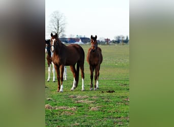 AES, Merrie, 1 Jaar, 145 cm, Roodbruin