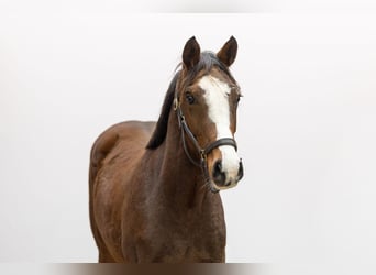 AES, Merrie, 1 Jaar, 153 cm, Bruin