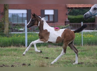 AES, Merrie, 1 Jaar, 160 cm, Gevlekt-paard