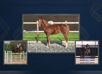 AES, Merrie, 1 Jaar, Donkere-vos